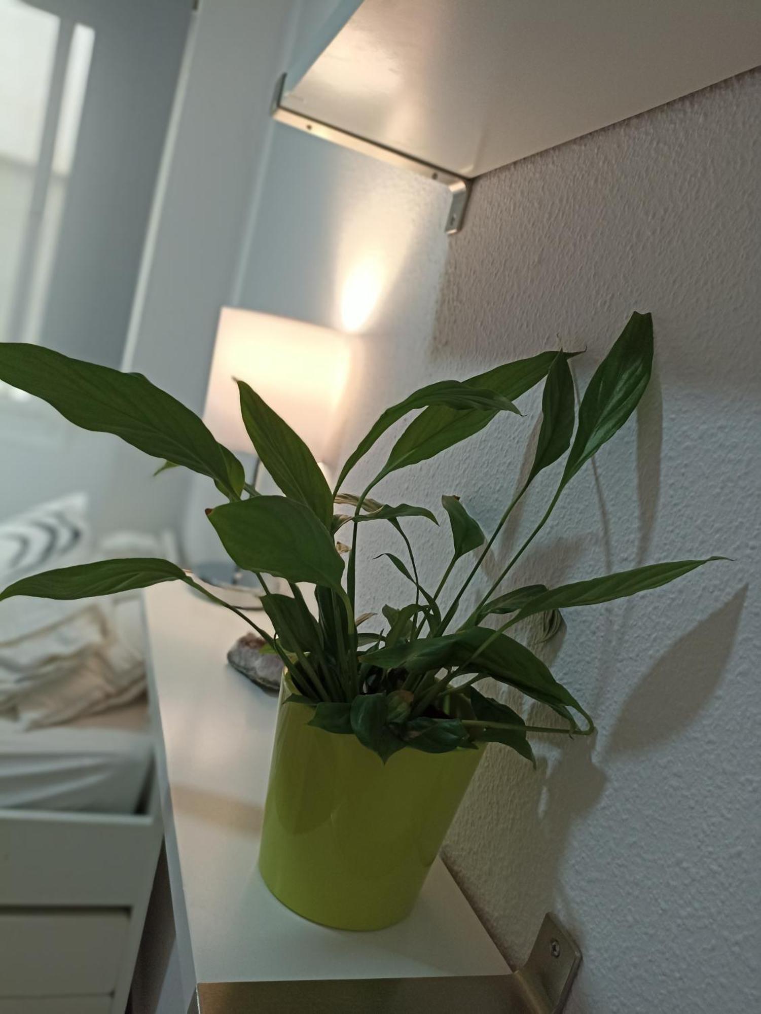 Confortable Habitacion Centrica En Piso Privado Apartment Malaga Ngoại thất bức ảnh